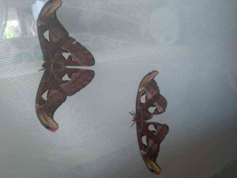Atlas Velký (Attacus atlas) - foto 6