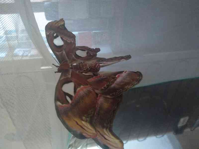 Atlas Velký (Attacus atlas) - foto 3