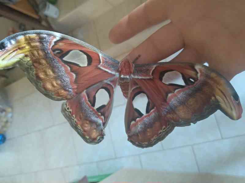 Atlas Velký (Attacus atlas) - foto 5