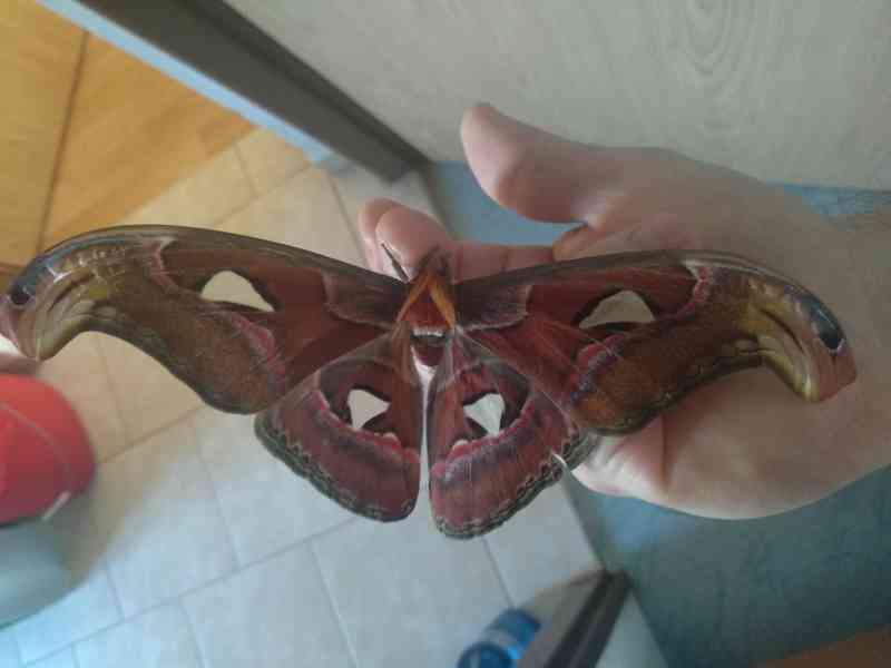 Atlas Velký (Attacus atlas) - foto 2