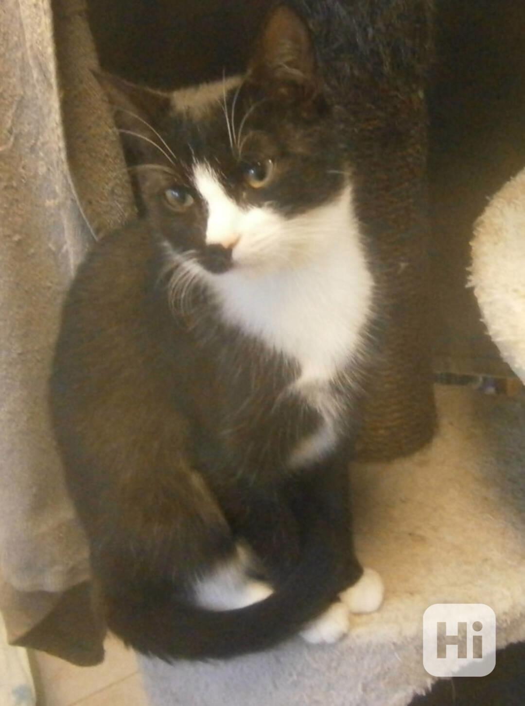 Mazlivý, klidnější 5,5-6měsíční černobílý kocourek Body - foto 1