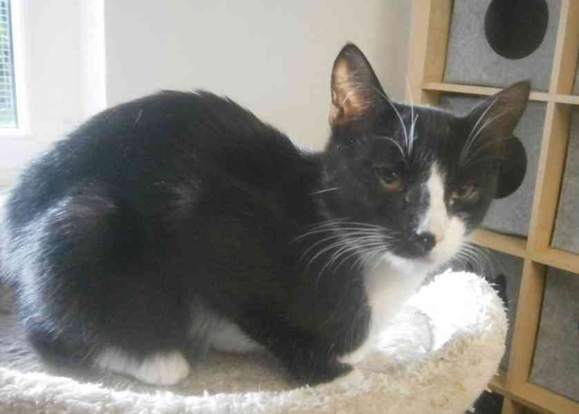 Mazlivý, klidnější 5,5-6měsíční černobílý kocourek Body - foto 6