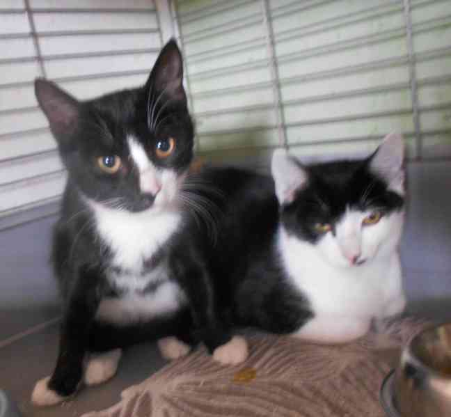 Mazlivý, klidnější 5,5-6měsíční černobílý kocourek Body - foto 7