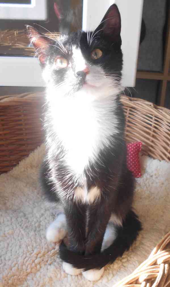 Mazlivý, klidnější 5,5-6měsíční černobílý kocourek Body - foto 8