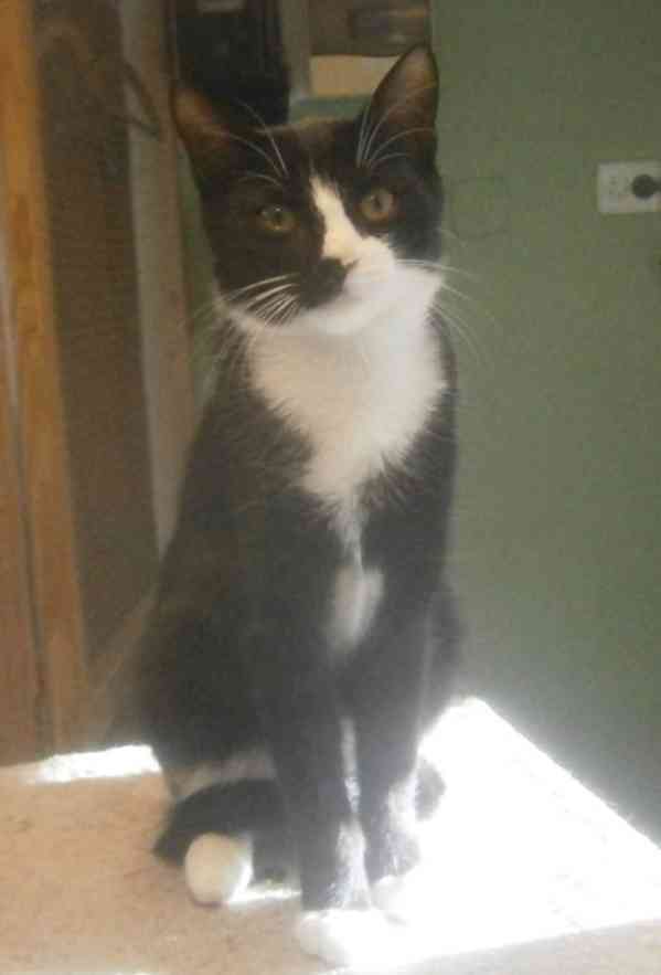 Mazlivý, klidnější 5,5-6měsíční černobílý kocourek Body - foto 3