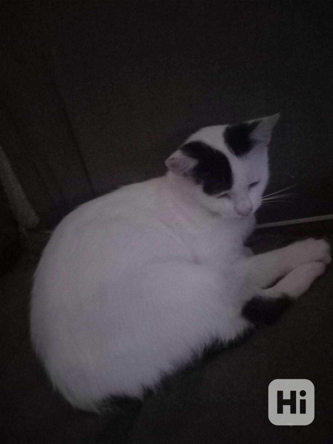 Skorobílá kráska hledá akutně domov - foto 1