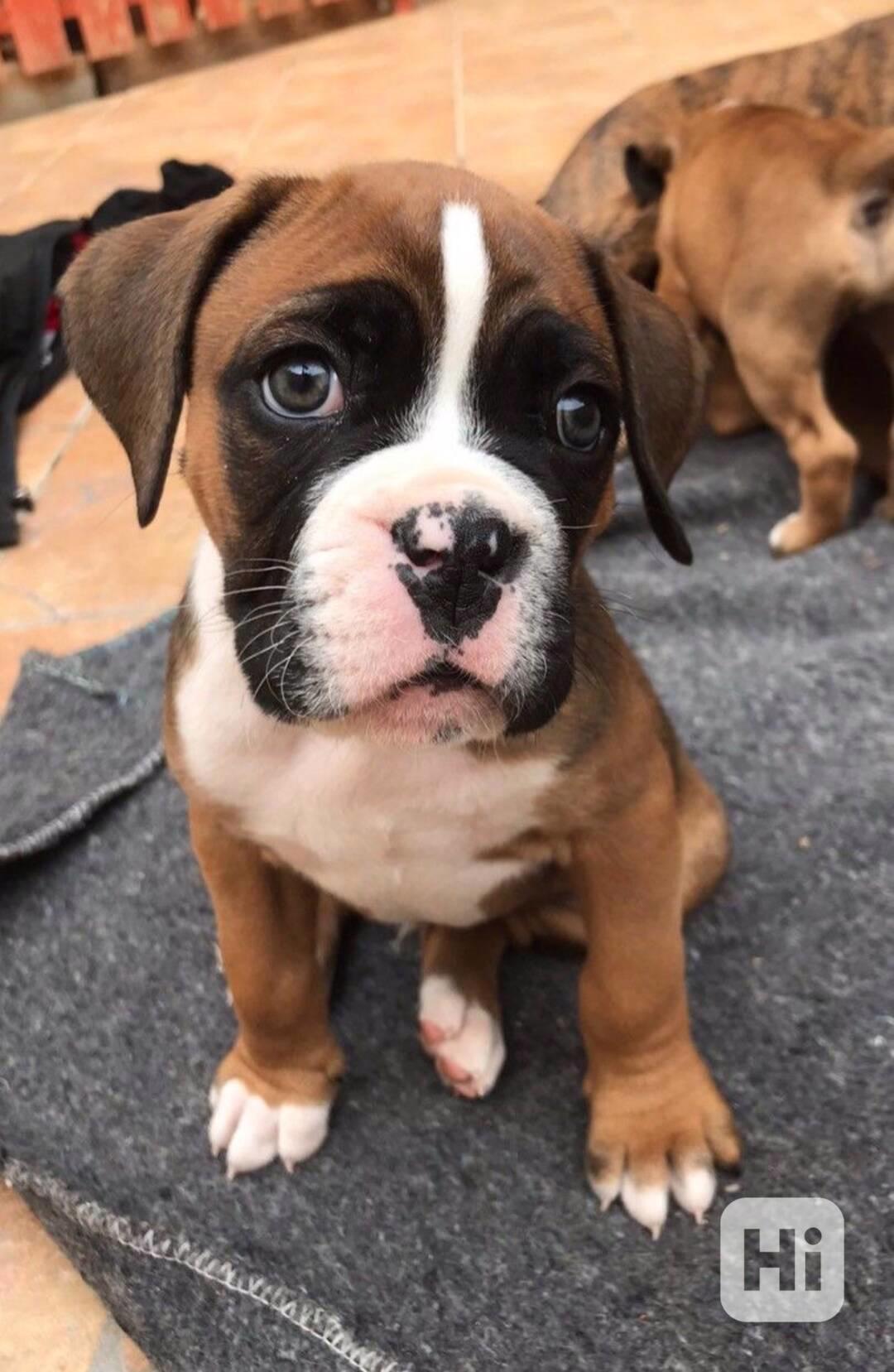 K dispozici úžasná štěňata boxerů.  - foto 1