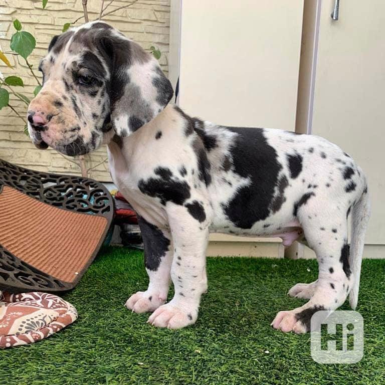 Vynikající štěňata německé dogy - foto 1