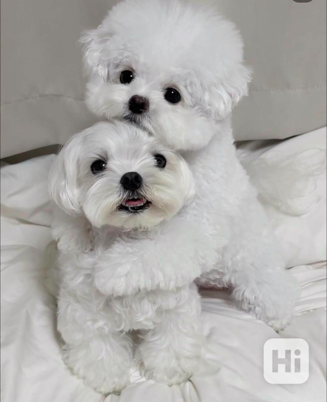 Štěňata maltézského ovčáka k adopci.  - foto 1