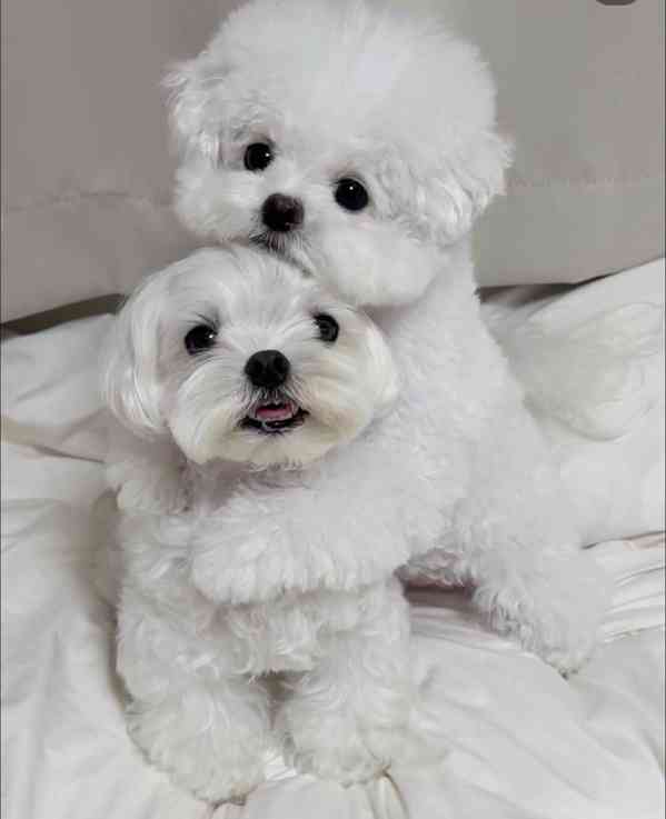 Štěňata maltézského ovčáka k adopci. 