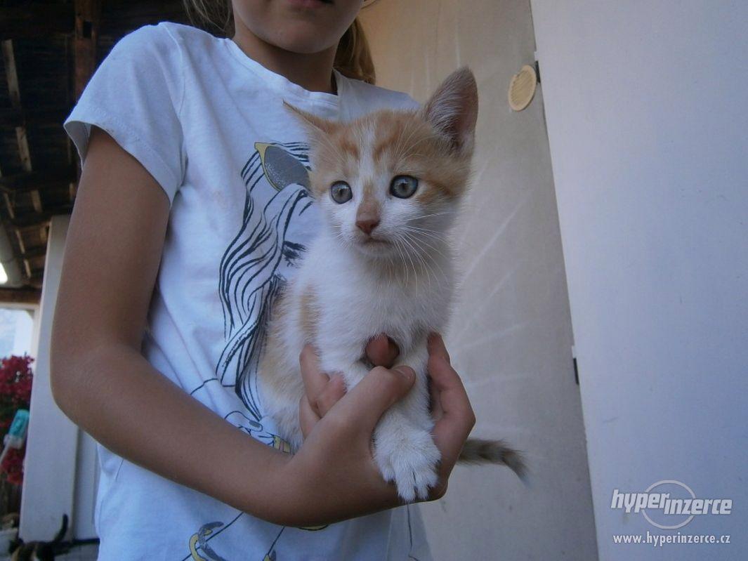 bílo-rezavé koťátko -kočička, kocourek - foto 1