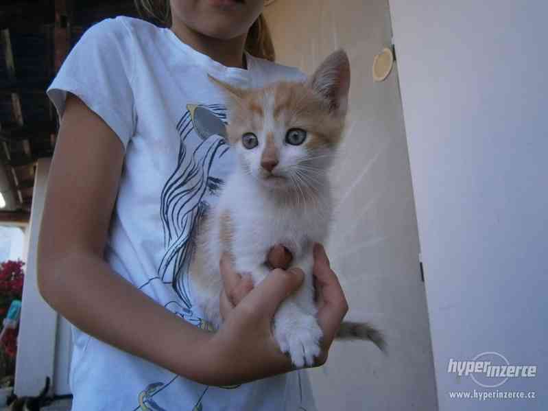 bílo-rezavé koťátko -kočička, kocourek - foto 1