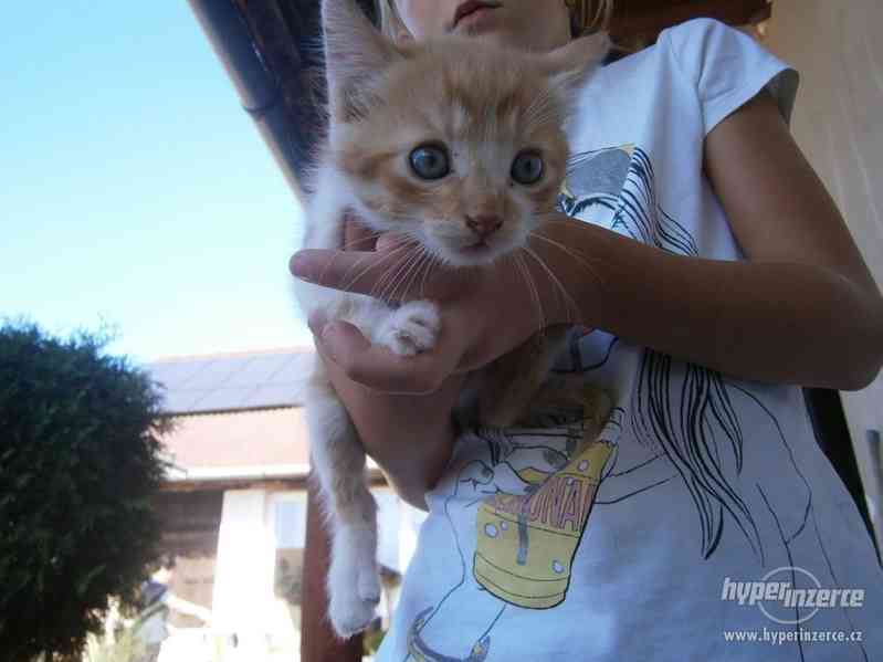 bílo-rezavé koťátko -kočička, kocourek - foto 2