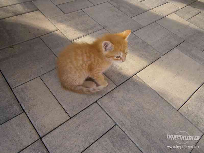 bílo-rezavé koťátko -kočička, kocourek - foto 3