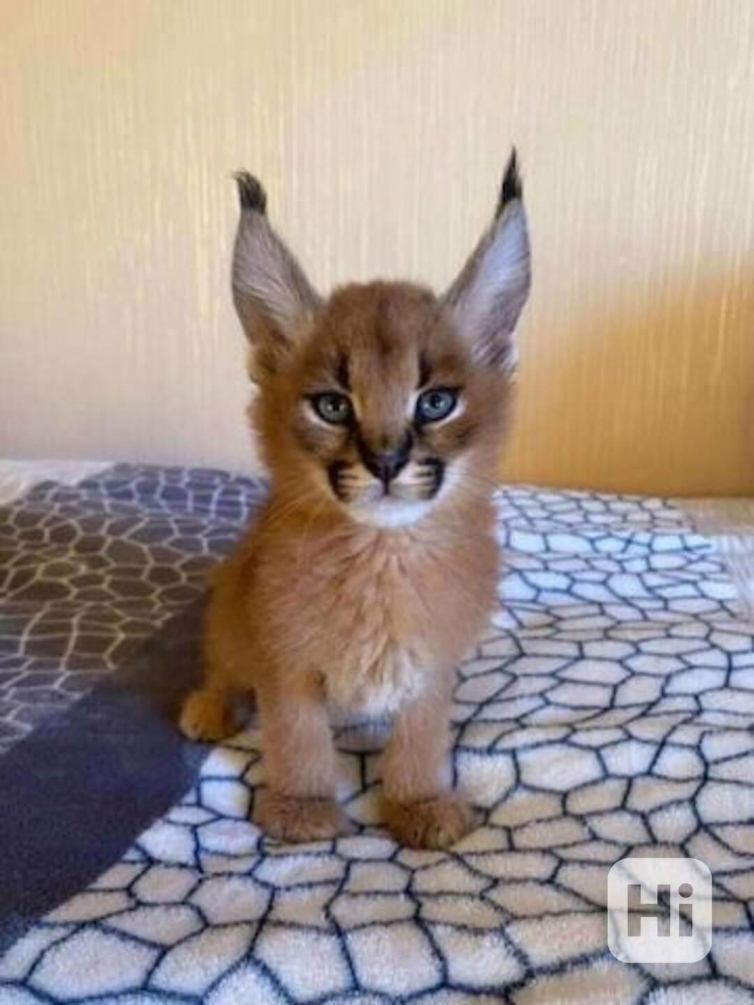 Koťata plemene Savannah na prodej - foto 1