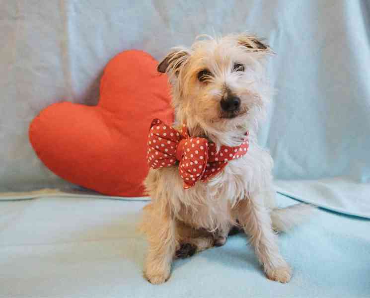 ŽERYK - 9 kg, kastrovaný psík 13 let  - foto 1