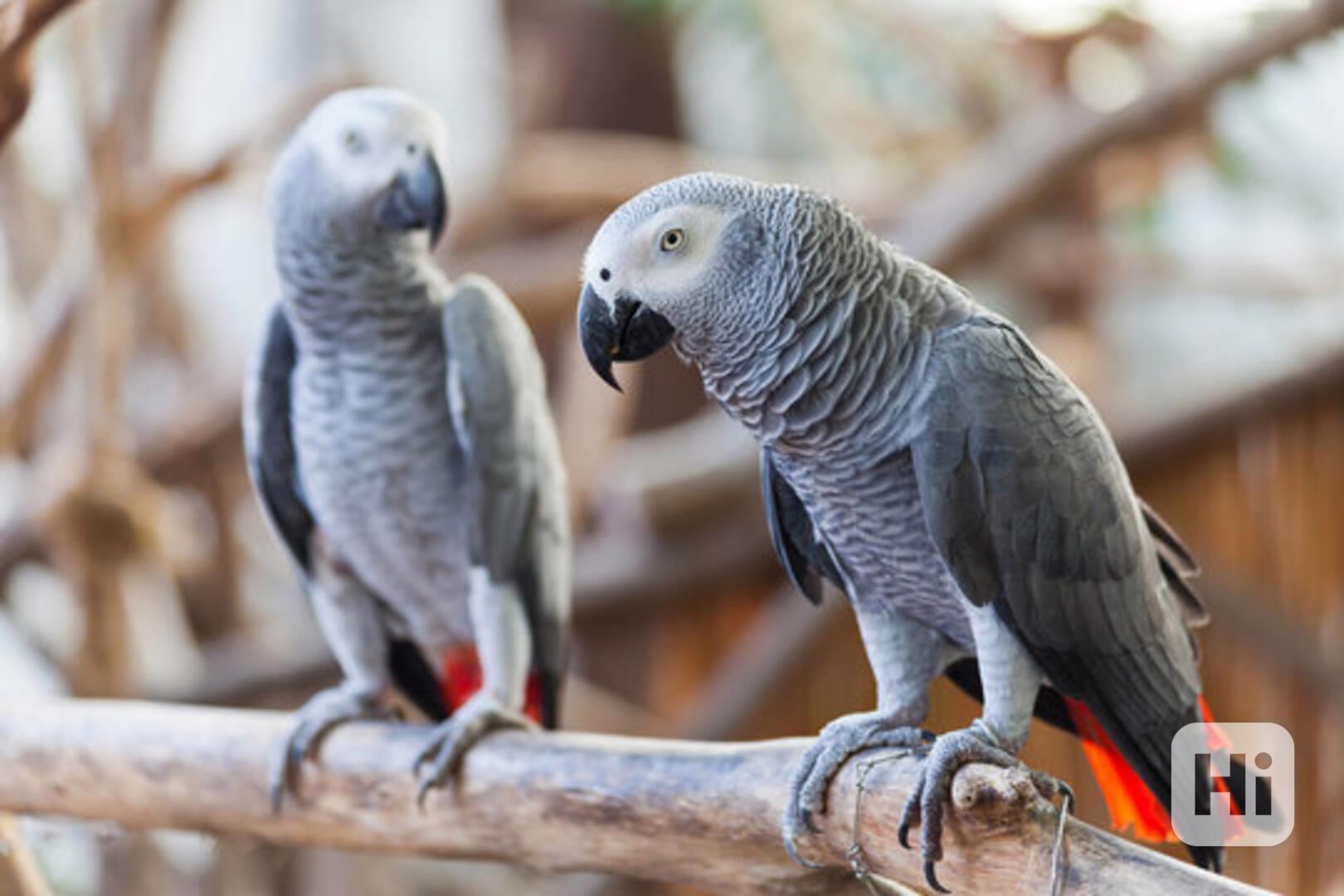 Samice papouška šedého - foto 1