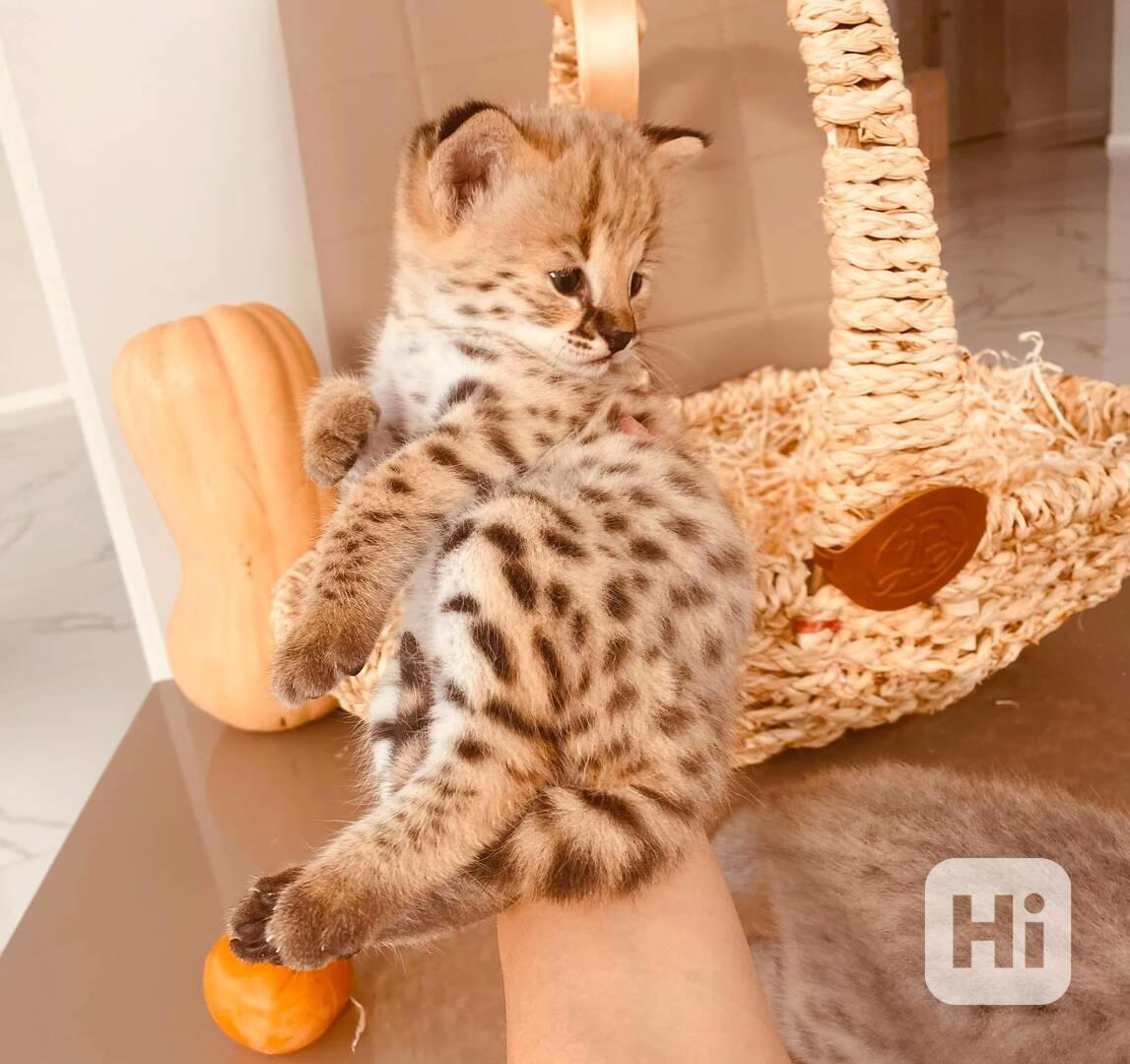 Savani Cat Serval a Karakal v 12 týdnech - foto 1