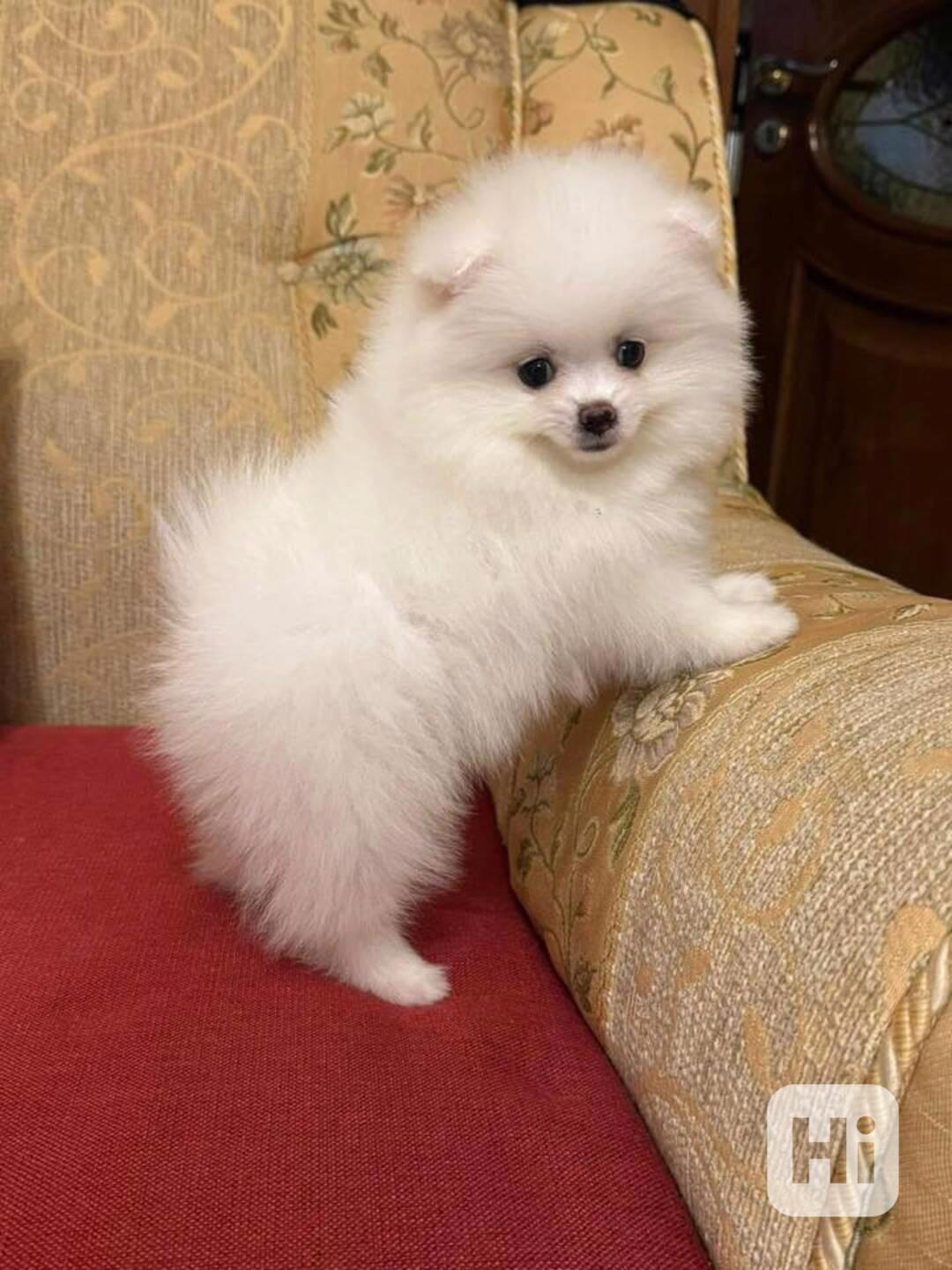 štěňata pomeraniana k adopci zdarma - foto 1