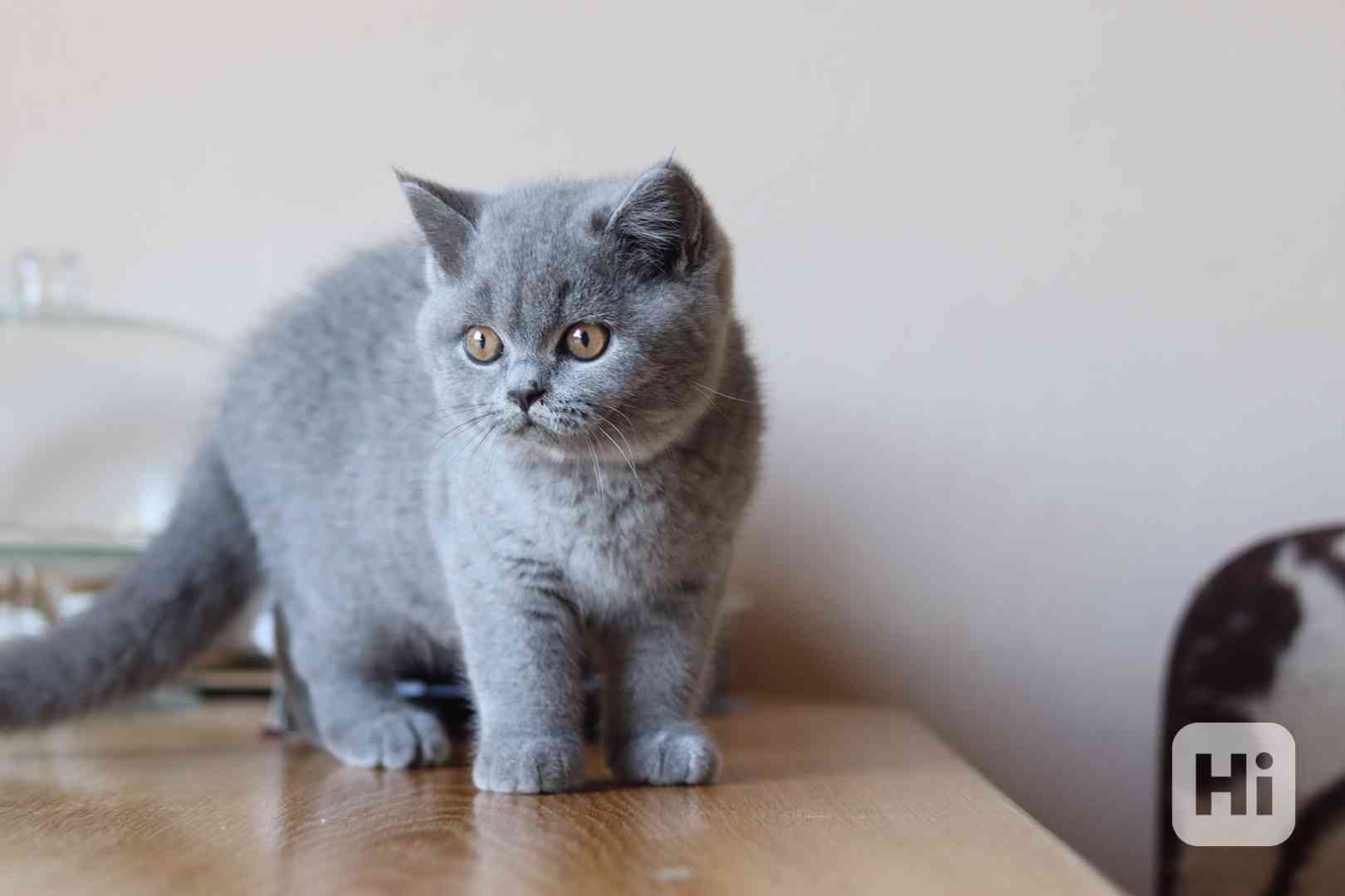 Britská kočička s PP - foto 1