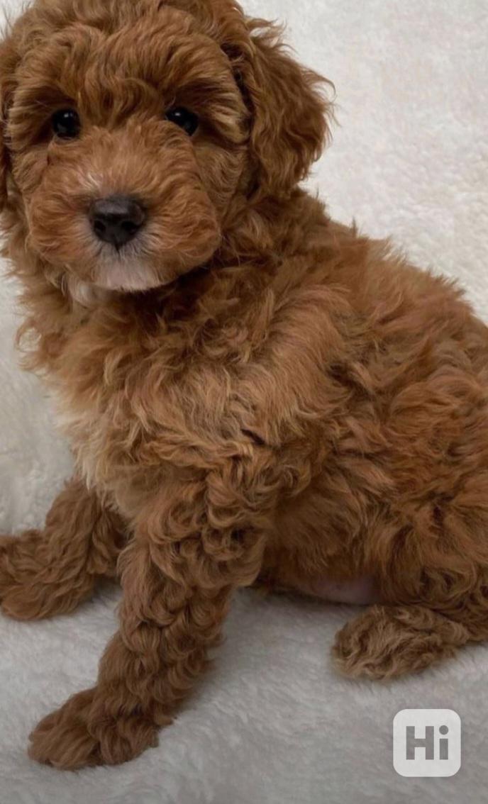 Miniaturní pudl - foto 1