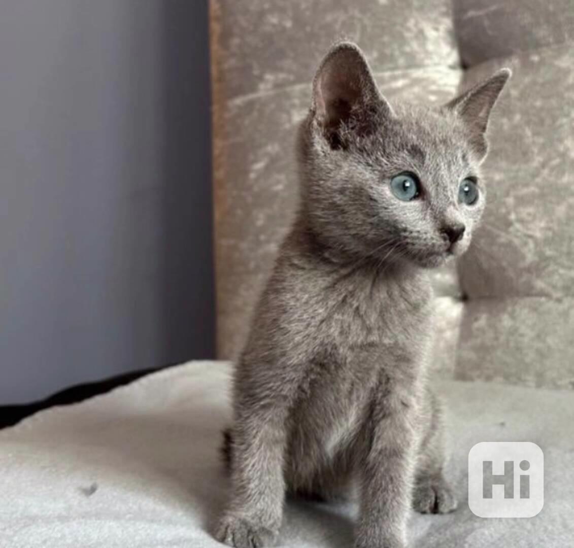 Ruská modrá KOŤÁTKA K Adopci - foto 1