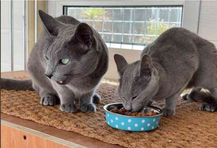 Ruská modrá KOŤÁTKA K Adopci - foto 6