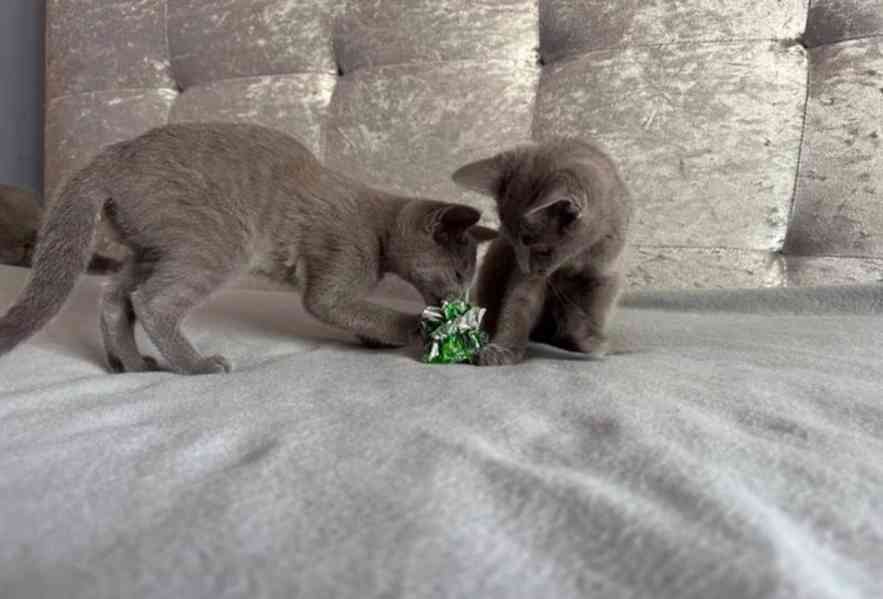 Ruská modrá KOŤÁTKA K Adopci - foto 3