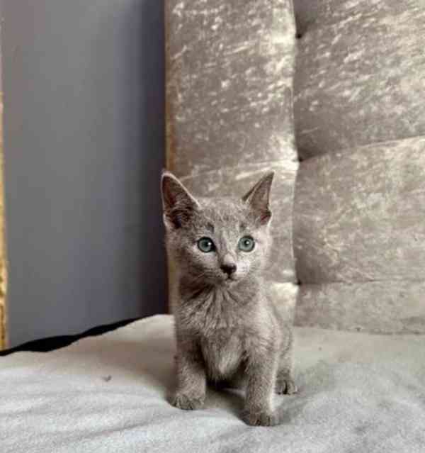 Ruská modrá KOŤÁTKA K Adopci - foto 4