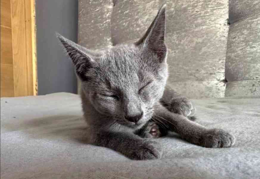 Ruská modrá KOŤÁTKA K Adopci - foto 5