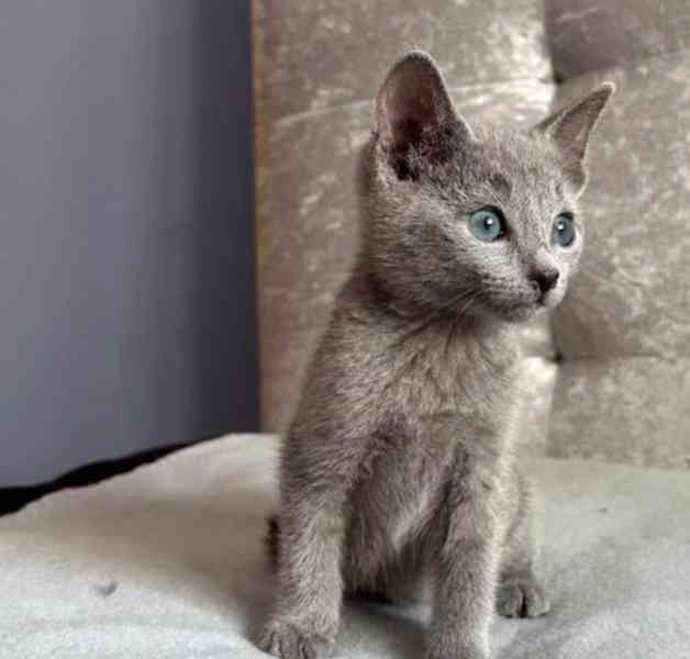 Ruská modrá KOŤÁTKA K Adopci - foto 1