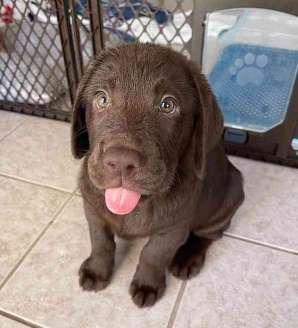 Štenata Labrador Cistokrevná Fenka - foto 3