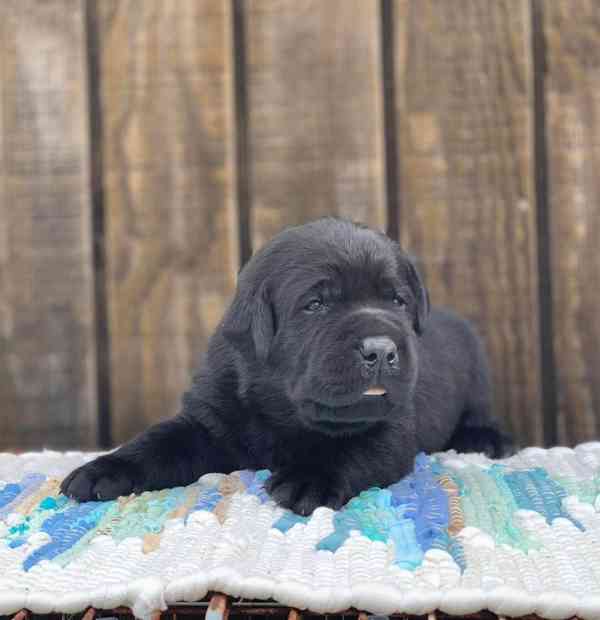 Štenata Labrador Cistokrevná Fenka - foto 2