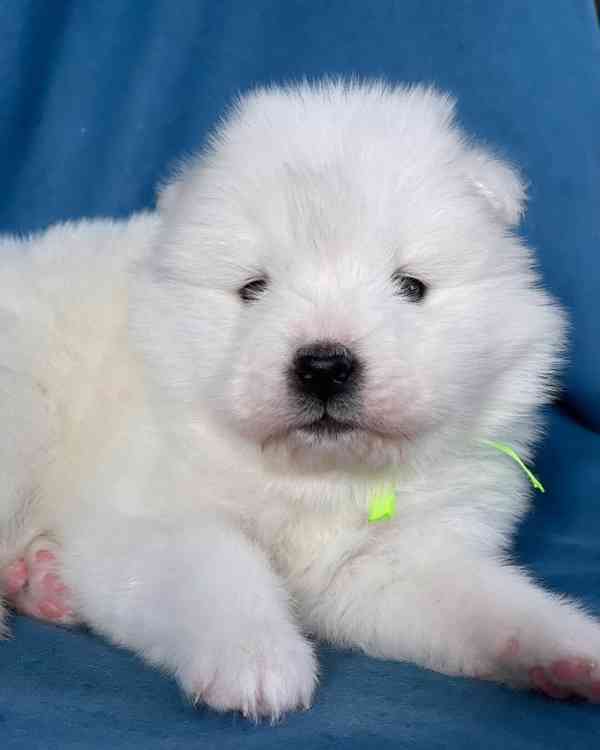 Štěňata samojeda (samec a samice) k dispozici - foto 1