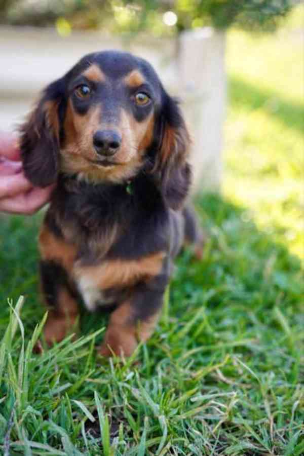 puppy - foto 2
