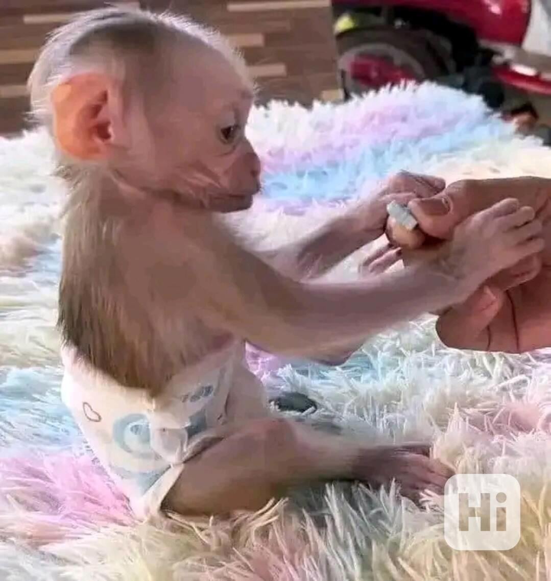  Skákající kapucíni pro dobrý domov - foto 1