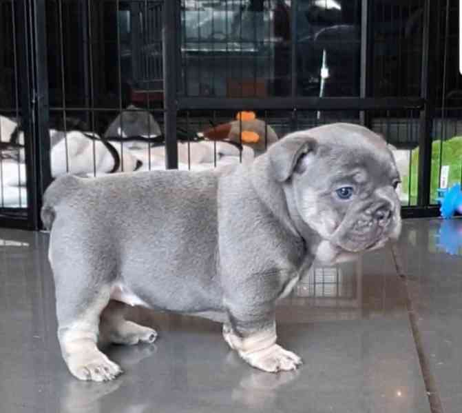 Štěňata francouzského buldočka k dispozici - foto 1