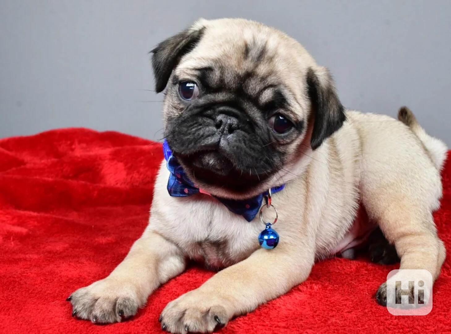 Štěňata mopsů jsou nyní připravena - foto 1