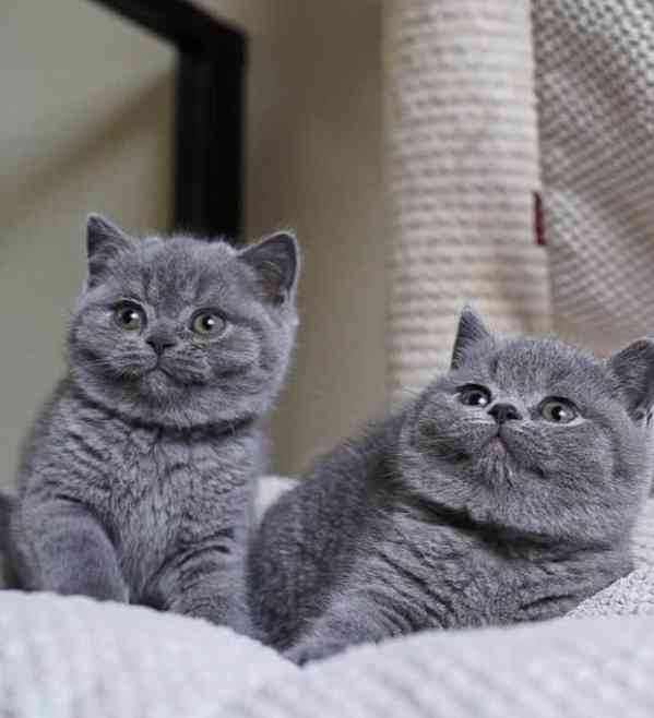 Prodám 2 britská krátkosrstá koťata.  - foto 1
