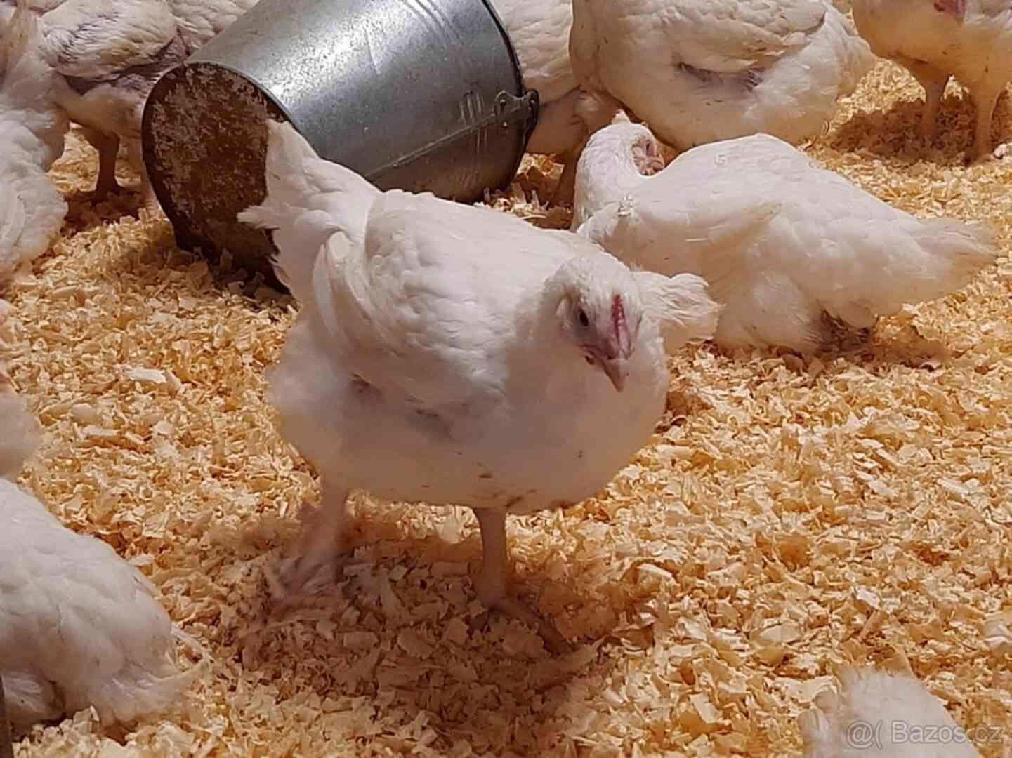 Prodej kuřat na dokrmení  - foto 1