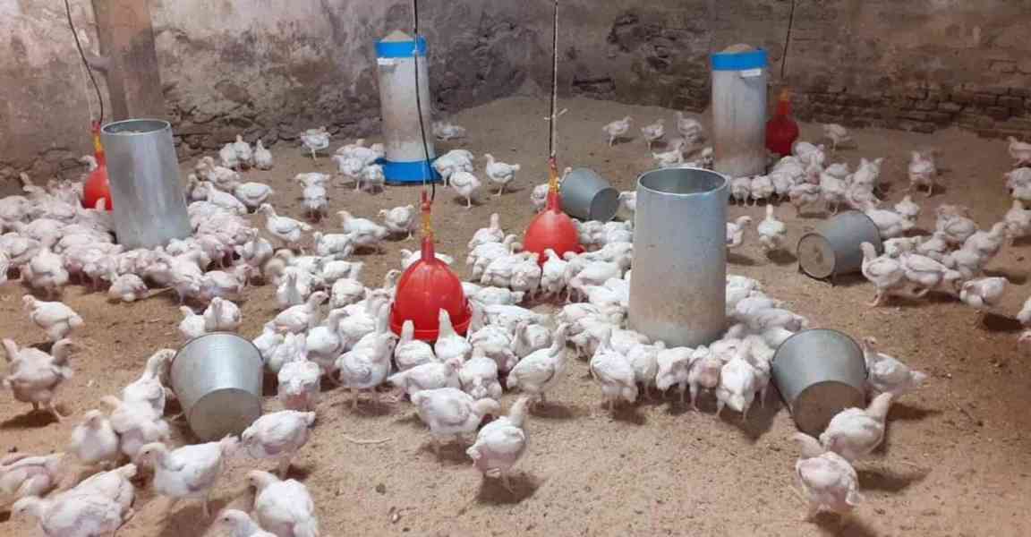 Prodej kuřat na dokrmení  - foto 2