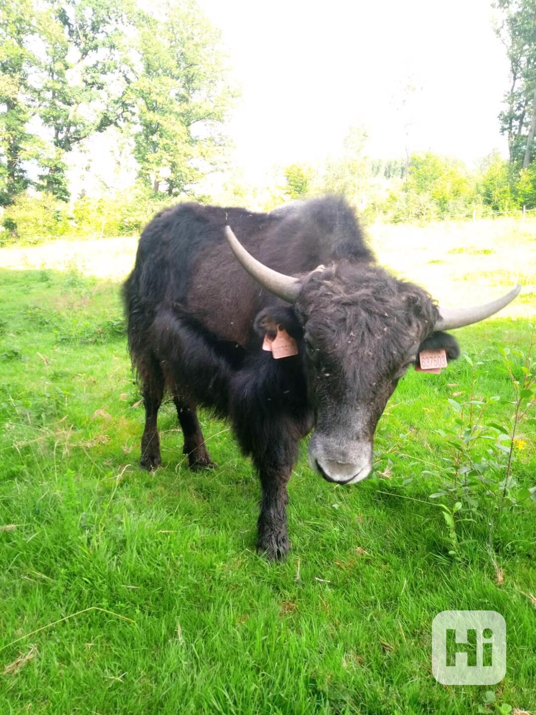 Jak tibetský, roční býček - foto 1