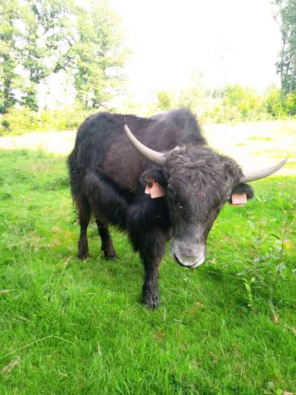 Jak tibetský, roční býček