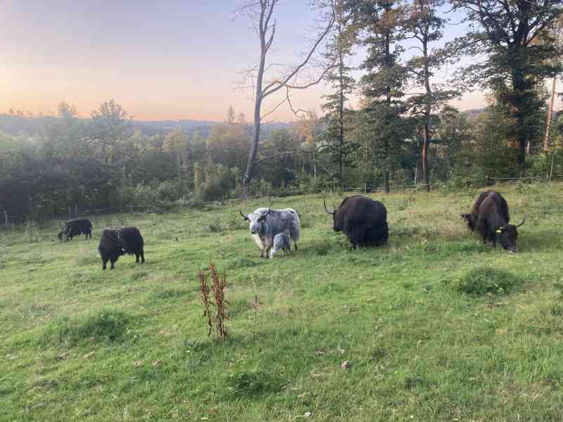 Jak tibetský, roční býček - foto 2