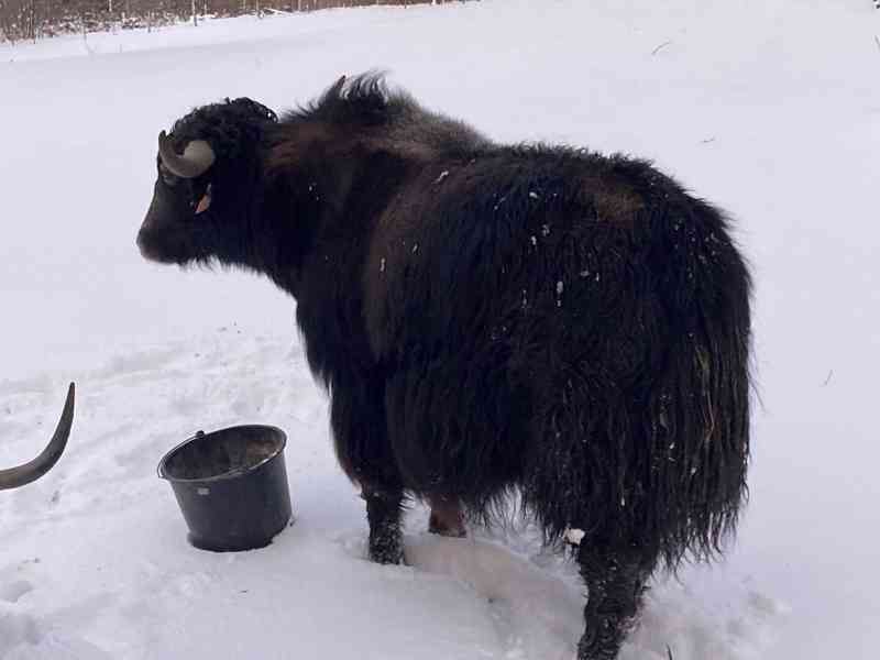 Dvouletý tibetský jak na prodej - foto 4