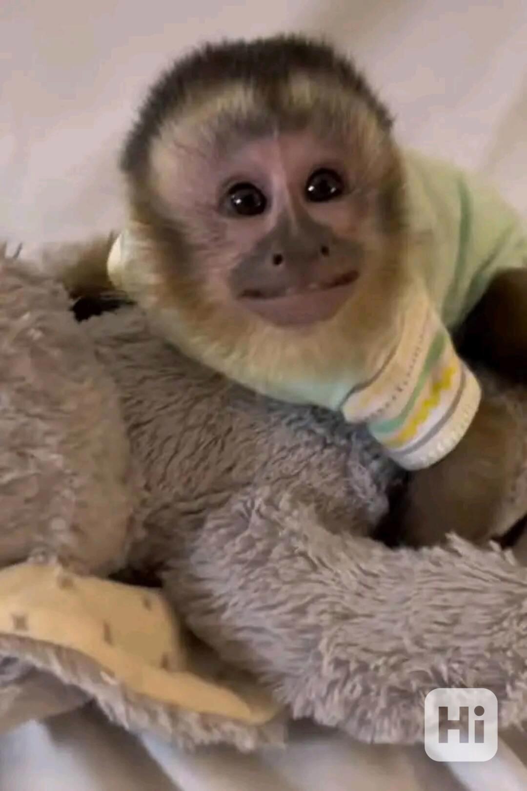  Roztomilá vynikající kapucínská opice. aco - foto 1