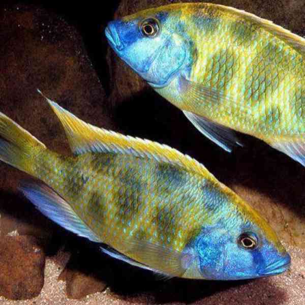 Tlamovci Malawi  - foto 43