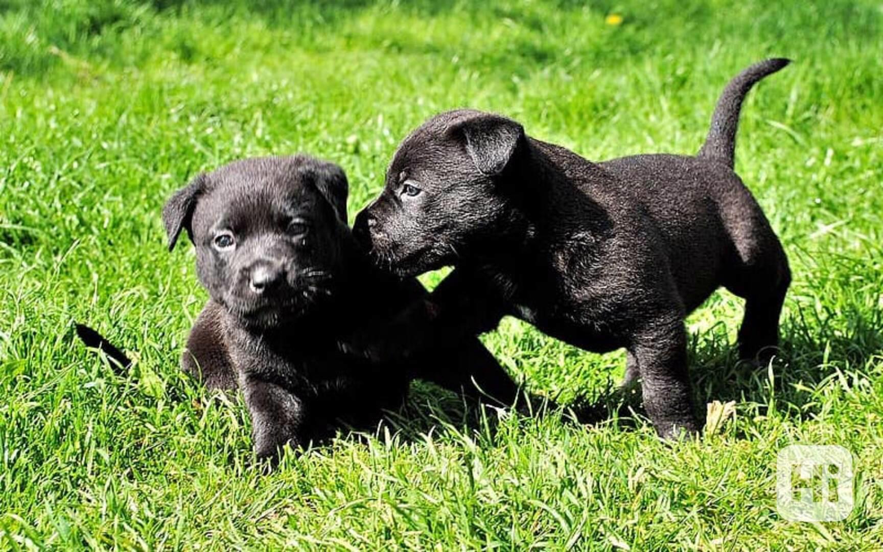 Štěňata Patterdale Terrier Na Prodej - foto 1