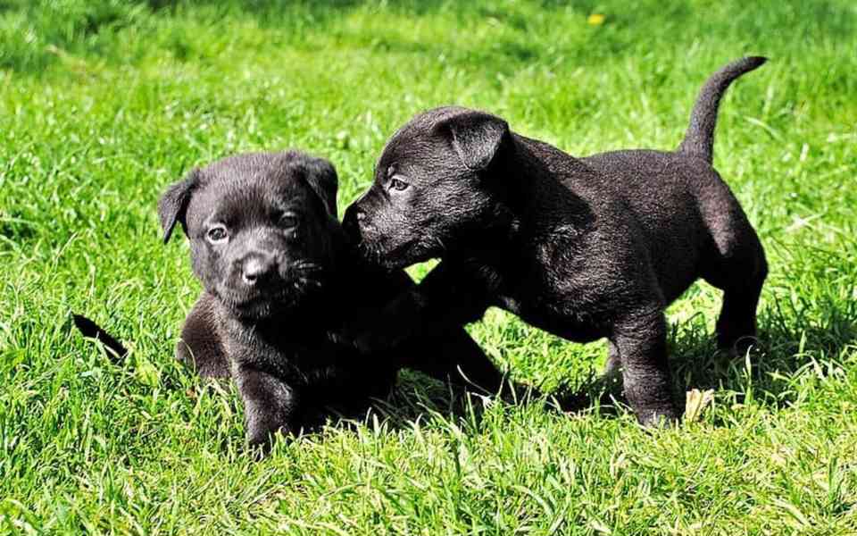 Štěňata Patterdale Terrier Na Prodej - foto 1