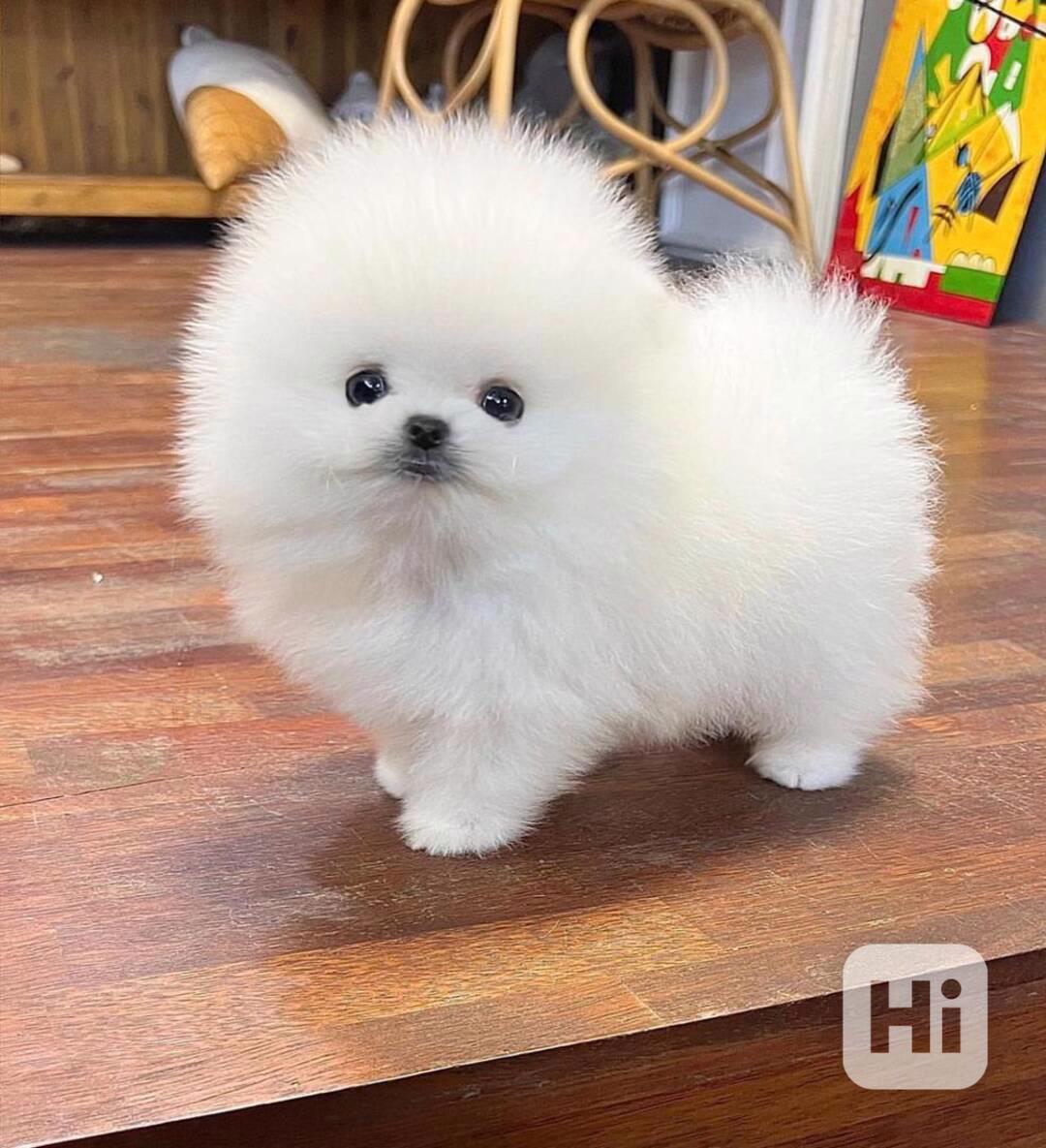 Healthy White Pomeranian Puppies - foto 1